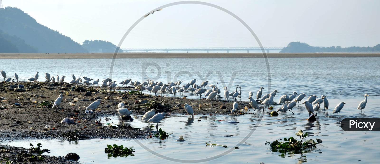 A large flock of egrets searching food in  the river Brahmaputra