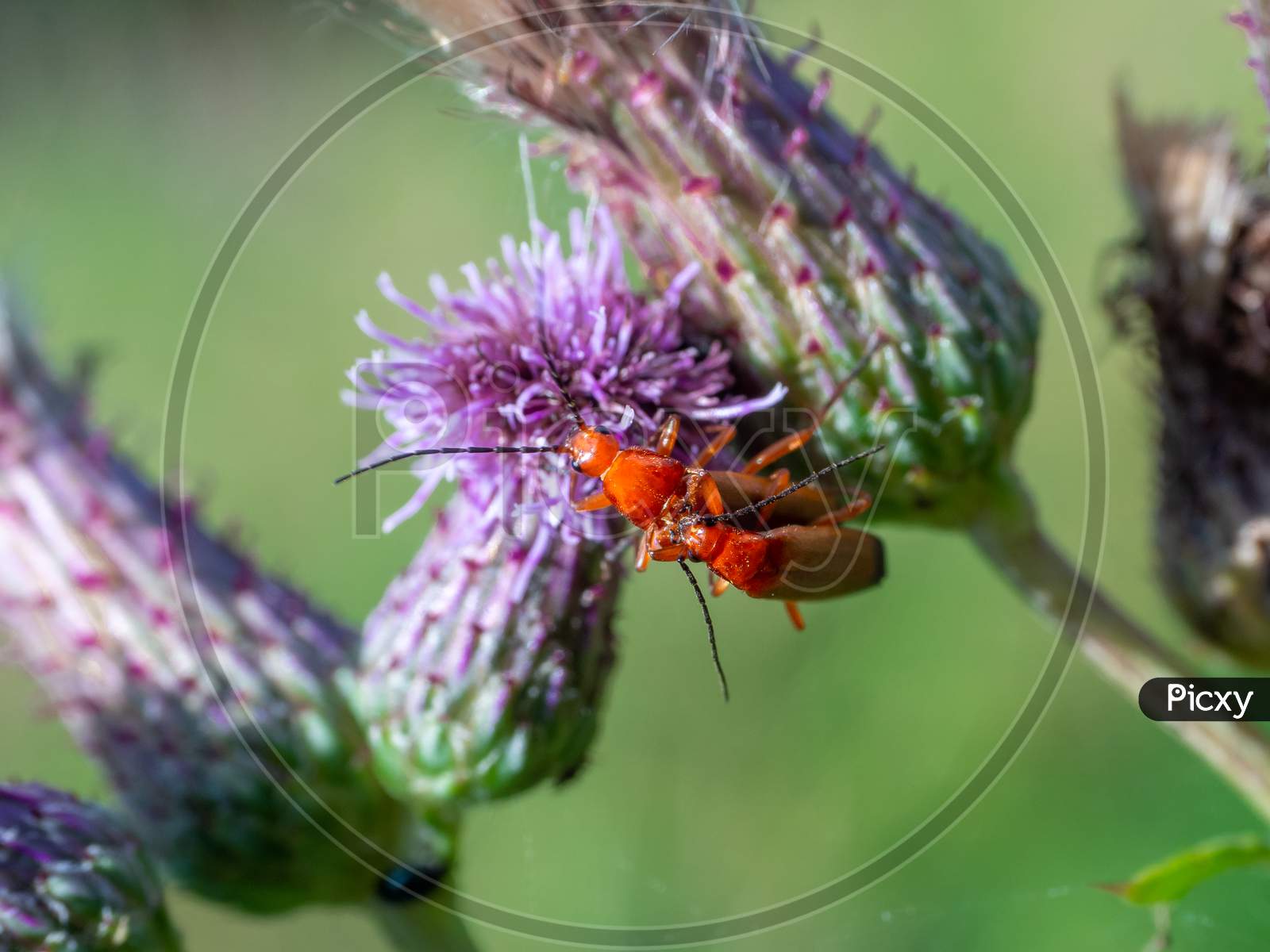 The Common Red Soldier Beetles On The Blooming Purple Flower Of Scotch Thistle (Cirsium Vulgare) Close-Up Of Rhagonycha Fulva Reproducing During Spring.