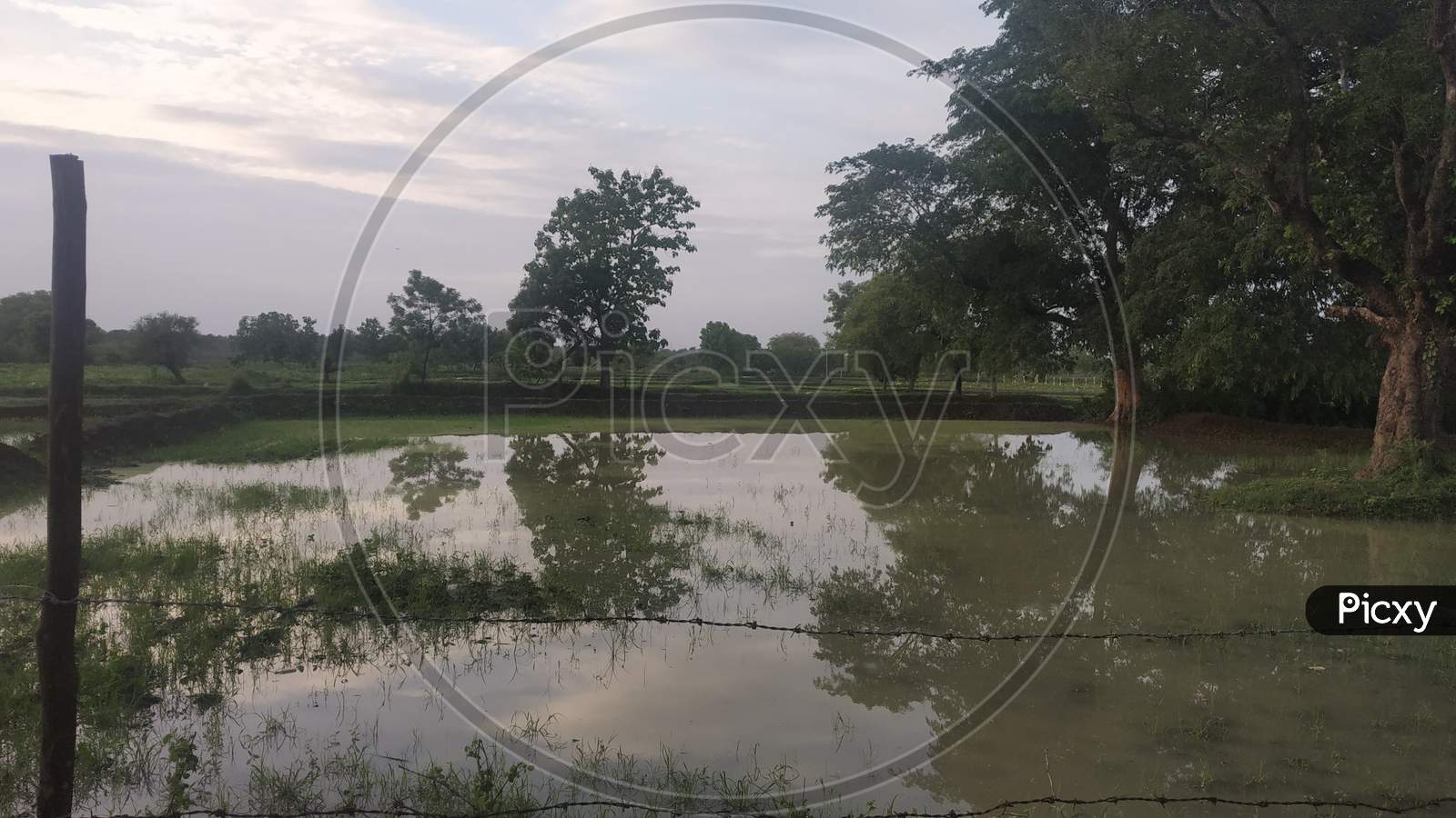 Reflection Of Big Tree In Farm Water
