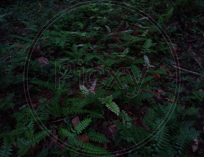 Fern plant in the forest
