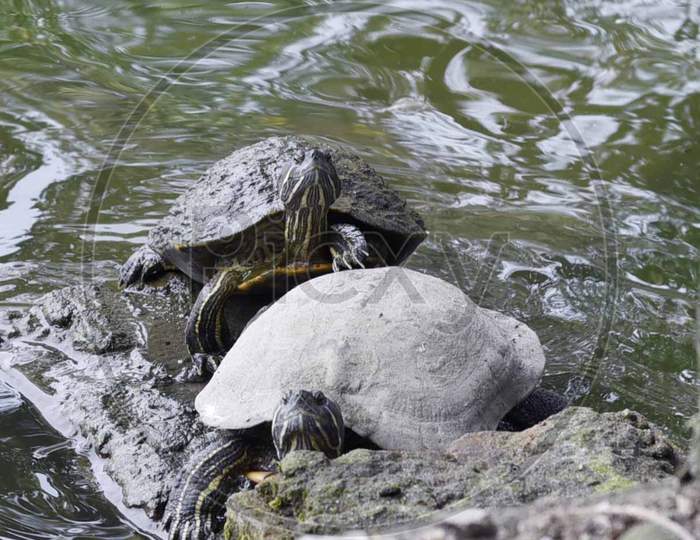 A pair of turtles