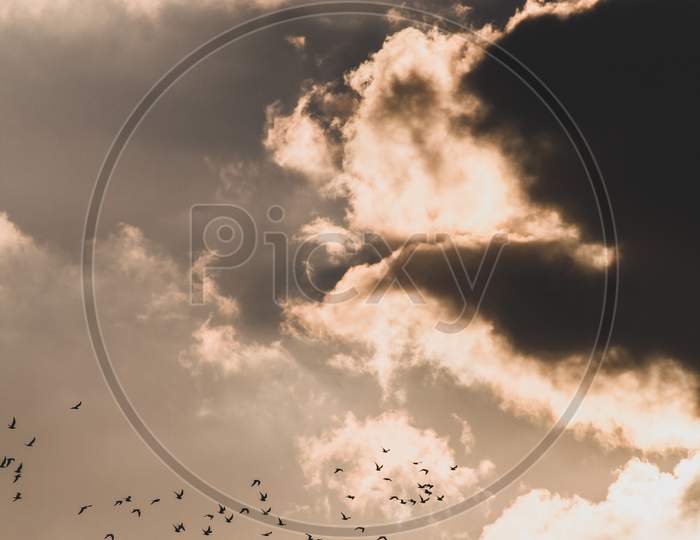 Flock Of Birds Flying In The Sky At Sunset Time