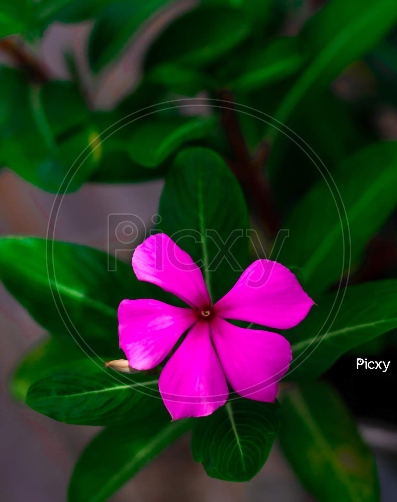 Periwinkle,rose periwinkle,Catharanthus roseus, commonly known as bright eyes, Cape periwinkle, graveyard plant, Madagascar periwinkle, old maid, pink periwinkle, rose periwinkle