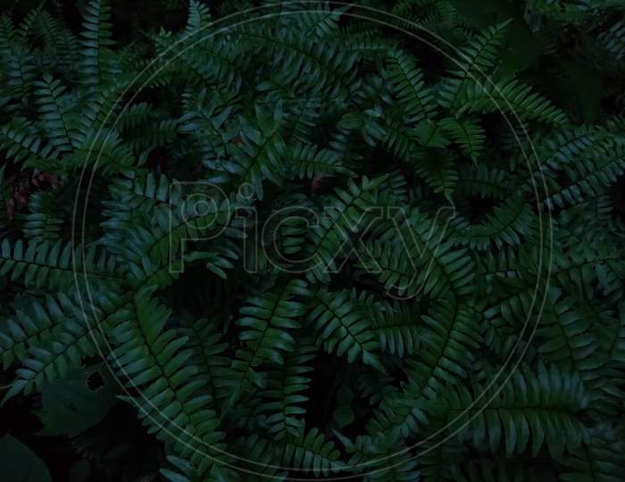 Green fern in the forest