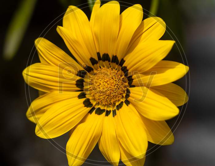 Close-up of sun flower . Intentially background blur. Yellow flower with green leaf.