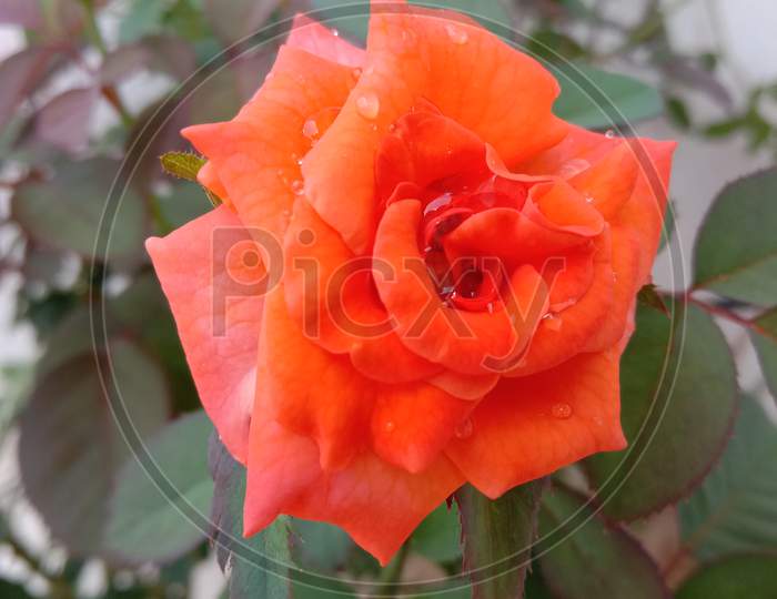 Very beautiful Rose