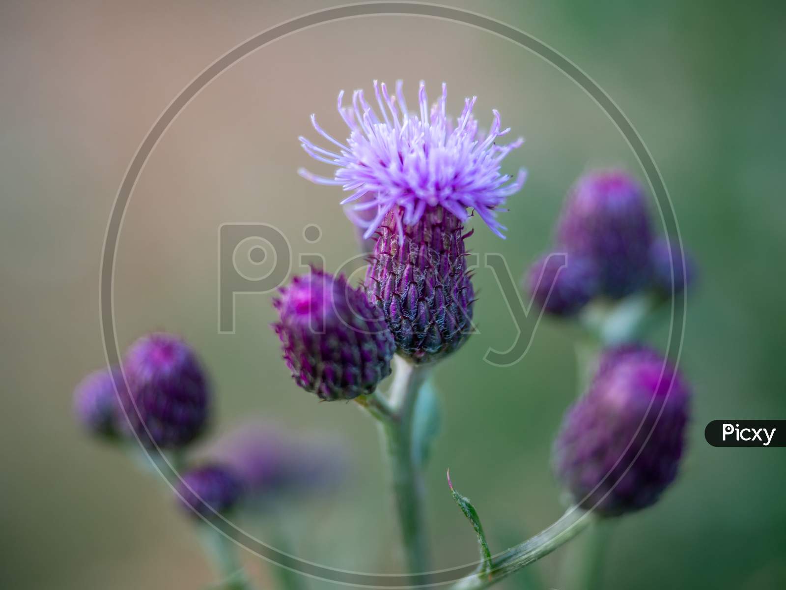 Close-Up Of The Spear Thistle Or Common Thistle Blooming Flower. Cirsium Vulgare Purple Flowers.