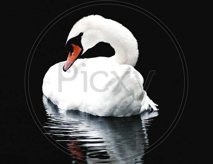 Reflection of a swan in water