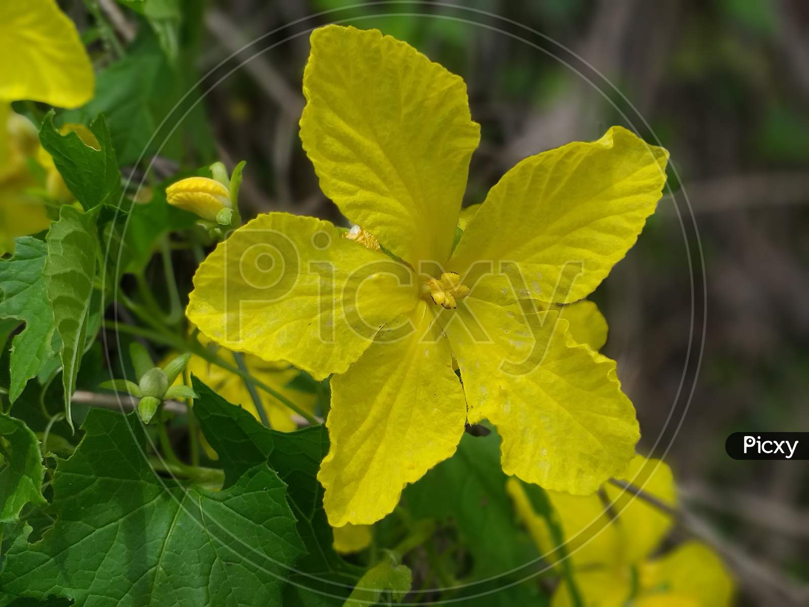 Beautiful Yellow flower