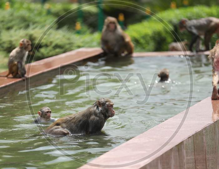 Monkeys take a dip in a pond to beat the heat on a hot summer afternoon in Jammu on July 05, 2020