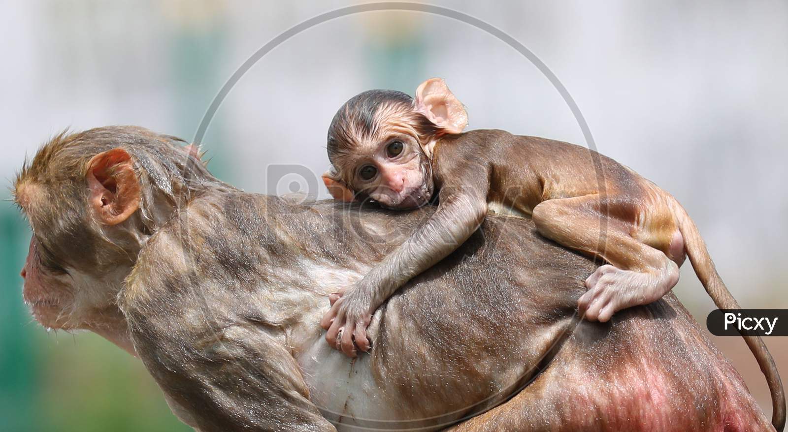 A baby monkey holds onto his mother while they take a dip in a pond to beat the summer hear in Jammu on July 10, 2020