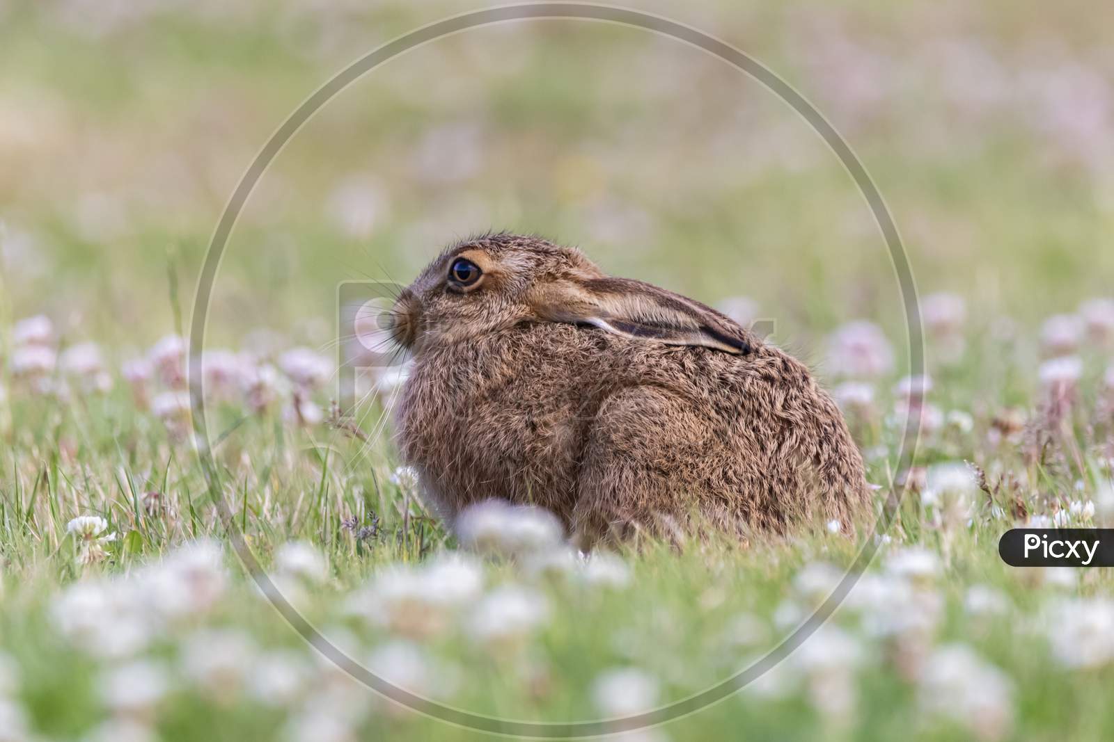 young hare animal