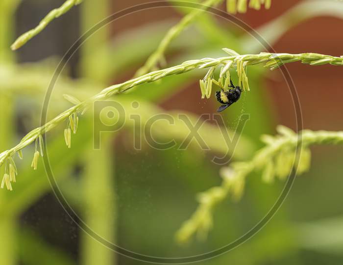 Black Bee Getting Pollen