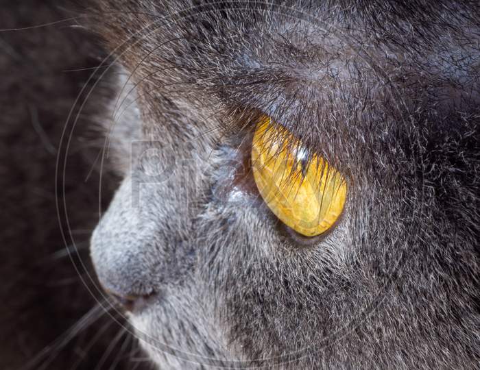 Close-Up Of The Face Of The British Shorthair Cat With Amber Eyes And Blue Coat. British Blue Shorthair.
