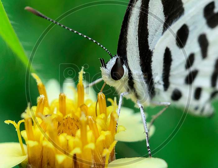 Butterfly on flower - Common Pierrot