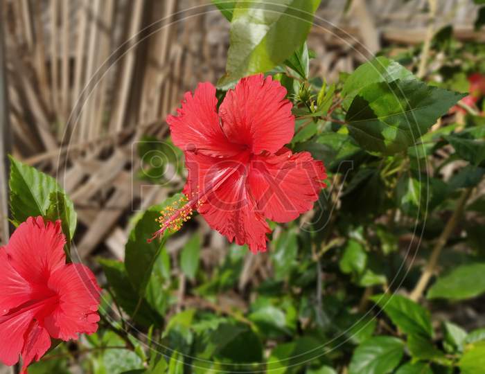 Hibiscus is a genus of flowering plants in the mallow family