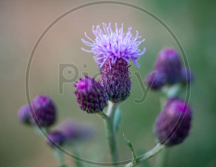 Close-Up Of The Spear Thistle Or Common Thistle Blooming Flower. Cirsium Vulgare Purple Flowers.