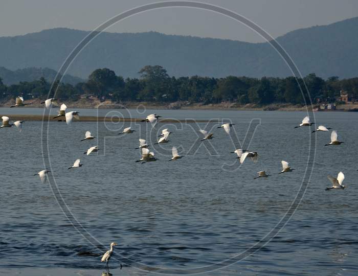 A large flock of egrets searching food in  the river Brahmaputra
