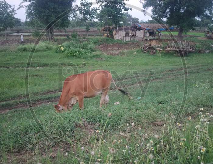 Indian Cow Eating Fresh Green Grass In Countryside Area