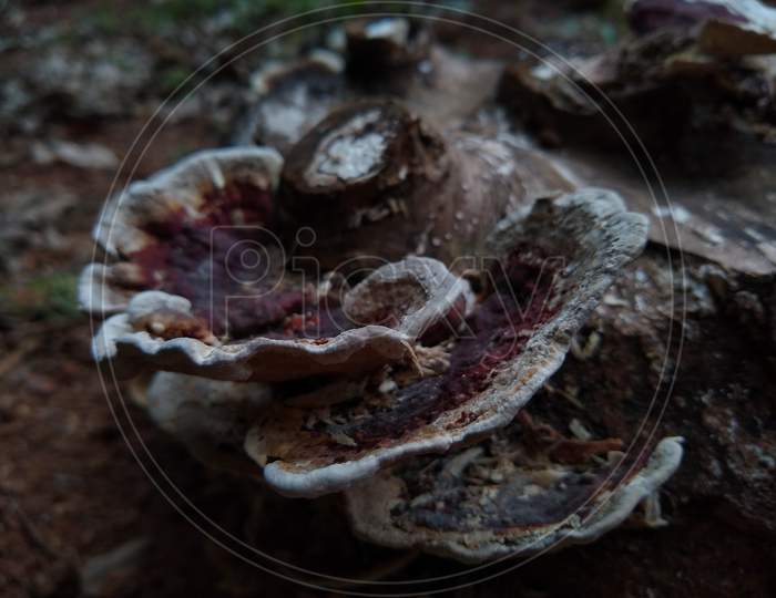 Mushrooms on the Dead wood