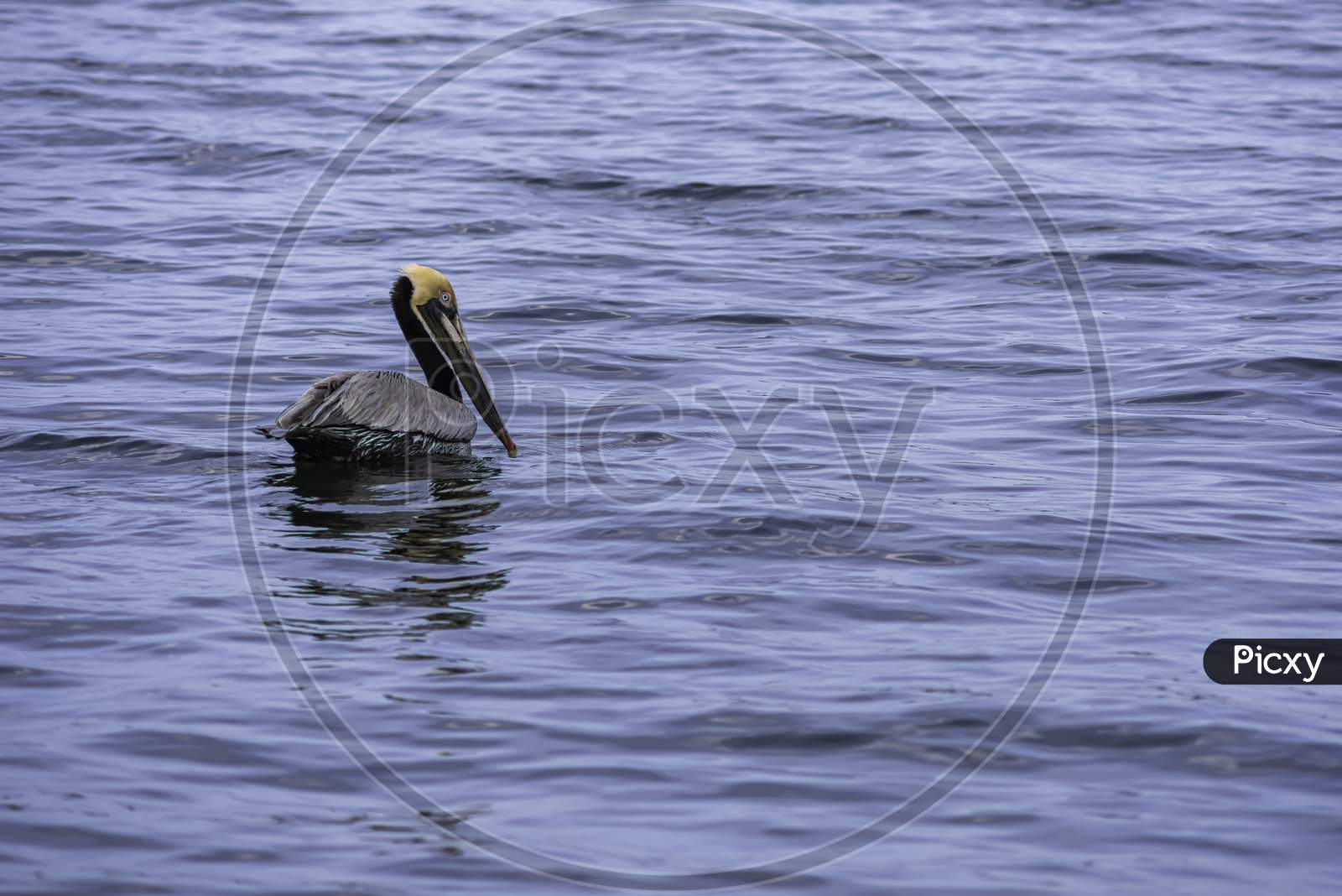 Brown Pelican Swimming In The Bay