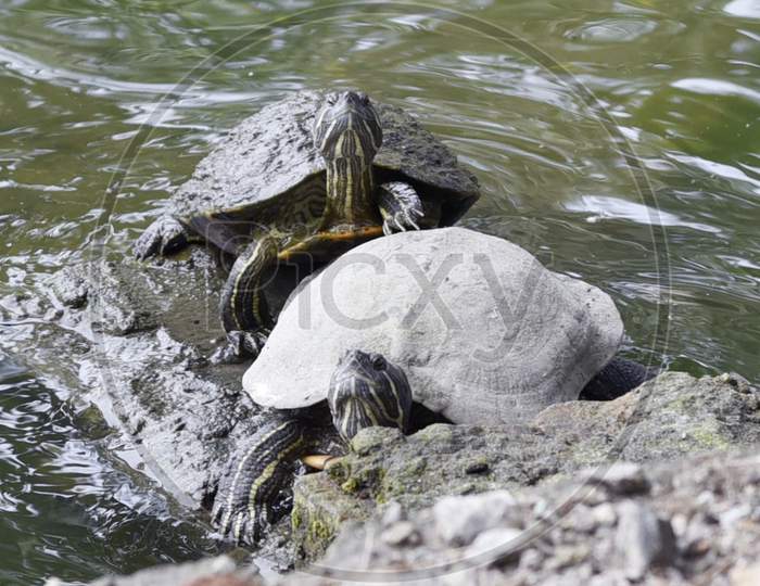 A pair of turtles