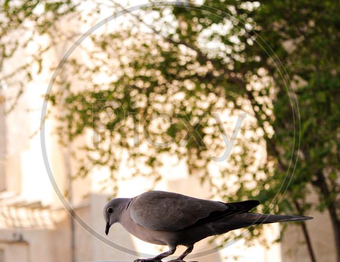 A Bird Eating While Sitting In On A Dish In An Ancient Arab Environment