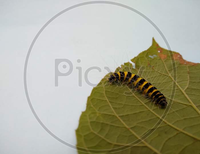 Black and yellow striped caterpillar on white background