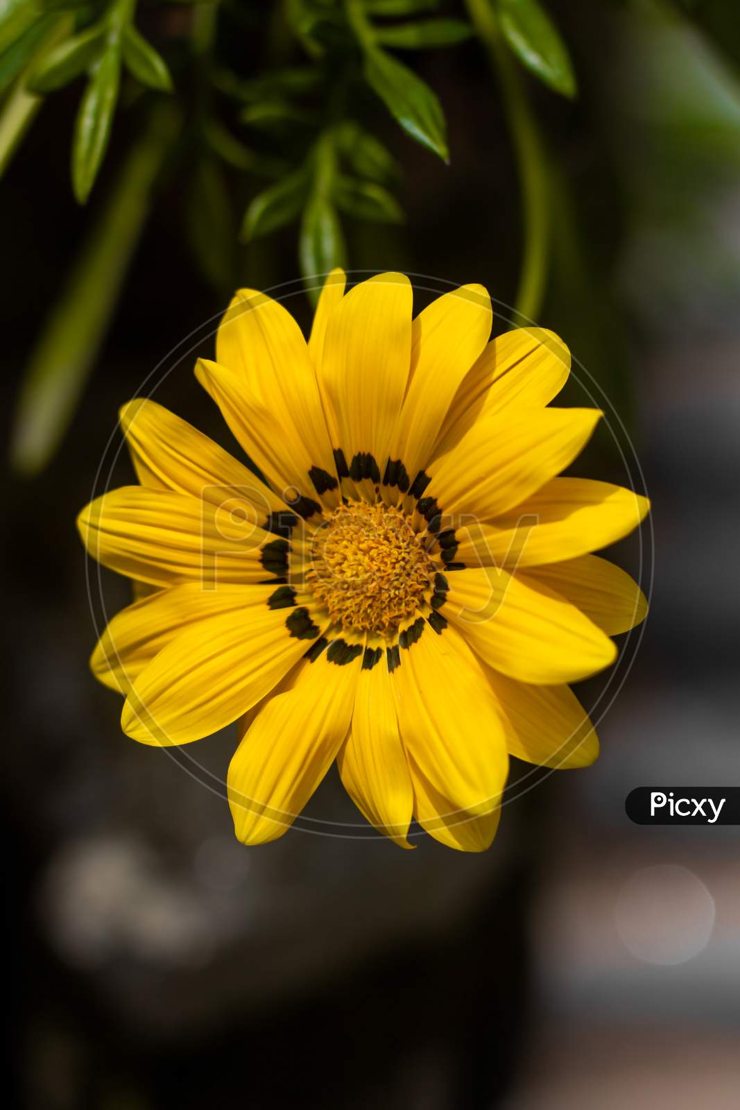 Close-up of sun flower . Intentially background blur. Yellow flower with green leaf.