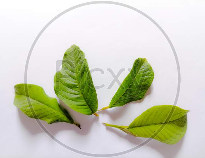 Close up view of the guava tree leaves with space for text in the white background