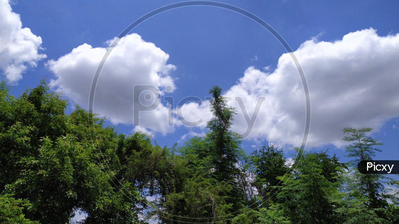 Blue sky clouds and trees