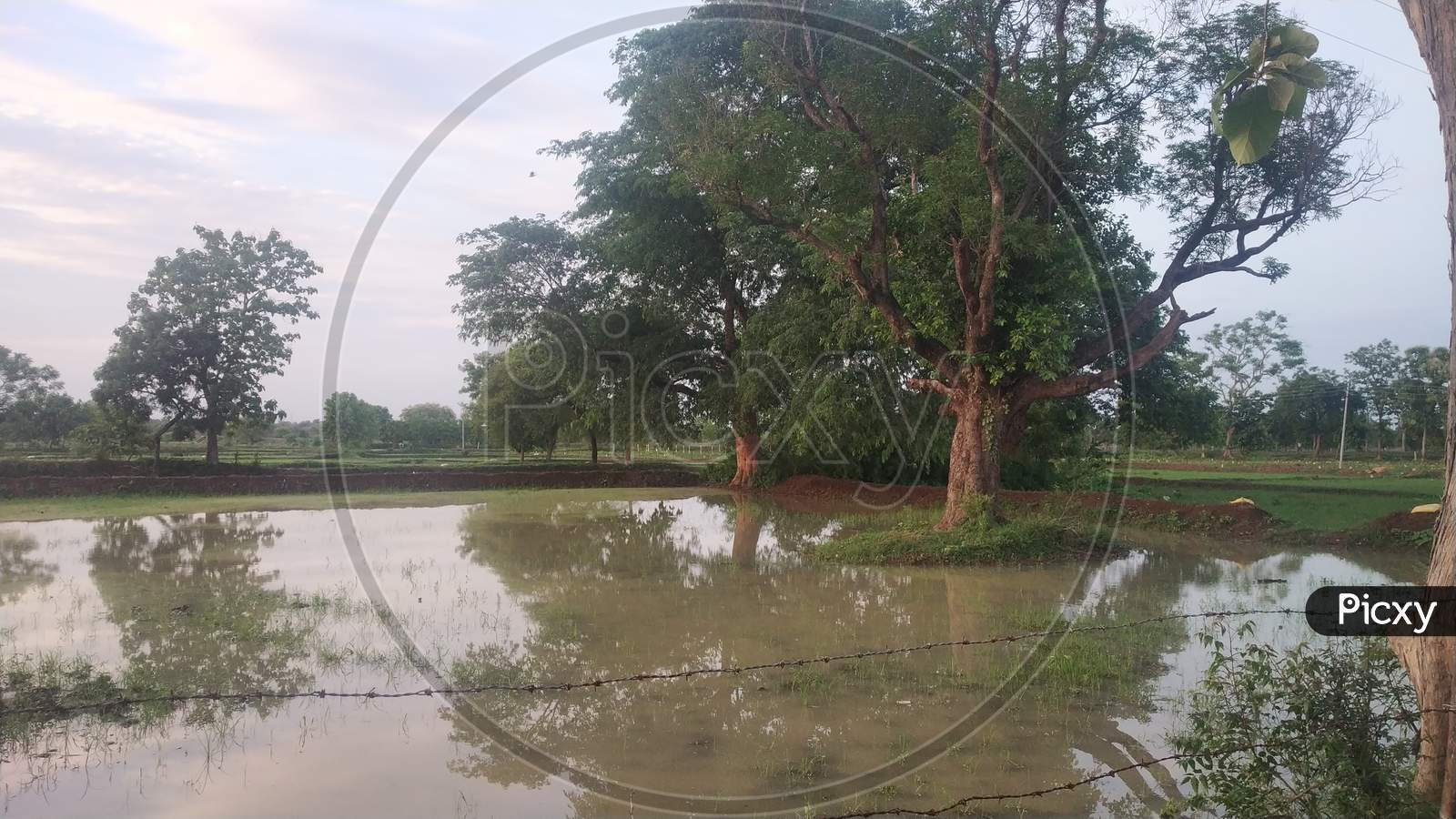 Big Tree View In Farm Water In Monsoon Natural Beauty