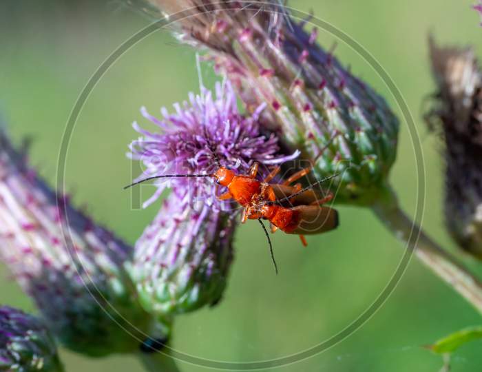 The Common Red Soldier Beetles On The Blooming Purple Flower Of Scotch Thistle (Cirsium Vulgare) Close-Up Of Rhagonycha Fulva Reproducing During Spring.