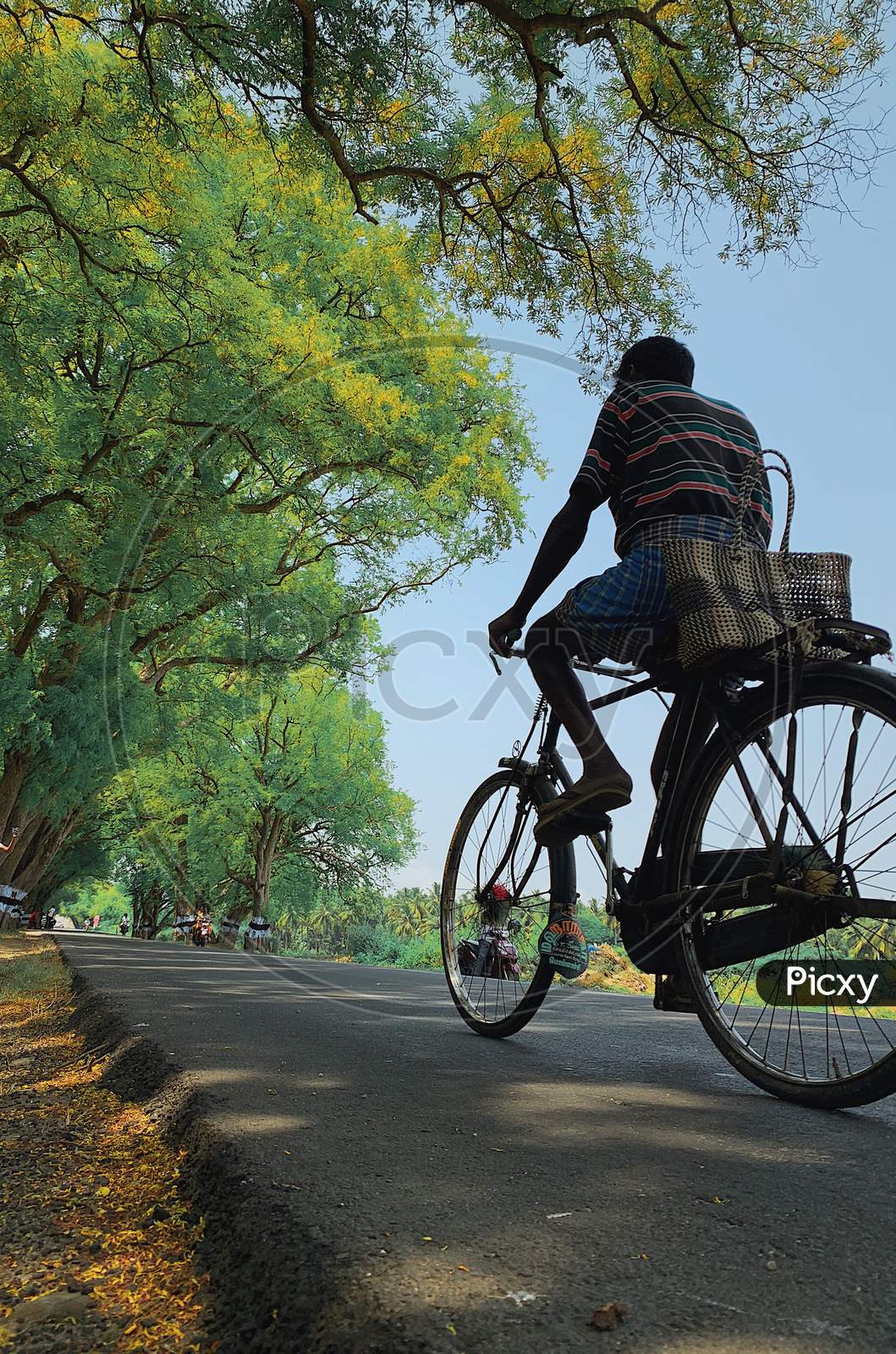 MAN ON CYCLE VILLAGE ROAD POLLACHI