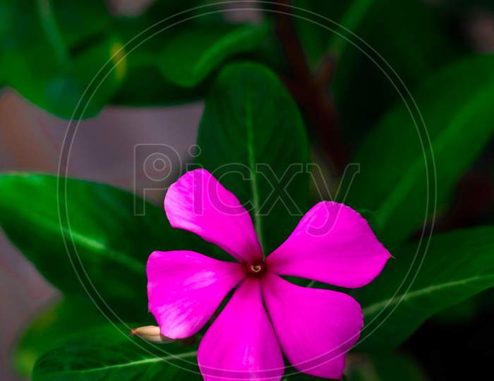 Periwinkle,rose periwinkle,Catharanthus roseus, commonly known as bright eyes, Cape periwinkle, graveyard plant, Madagascar periwinkle, old maid, pink periwinkle, rose periwinkle