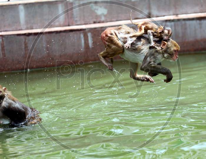 Monkeys take a dip in a pond to beat the heat on a hot summer afternoon in Jammu on July 05, 2020