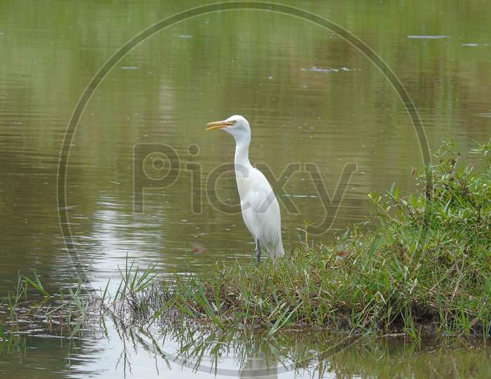A big white heron in the lake