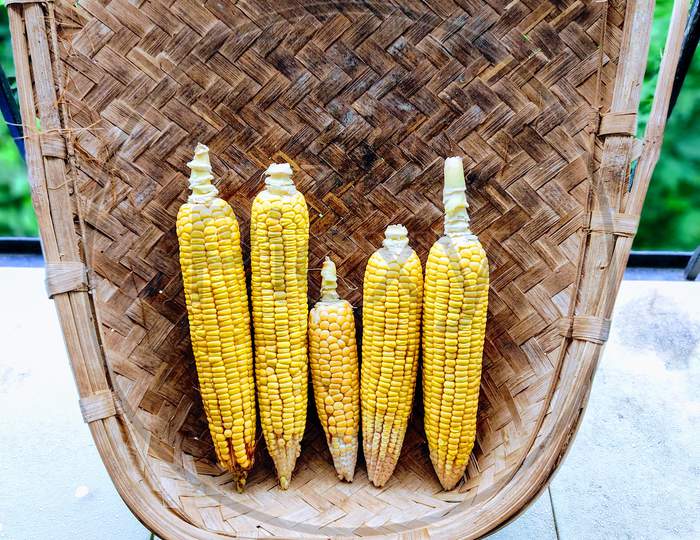 Bhutta (corn) with cob kept in a soop