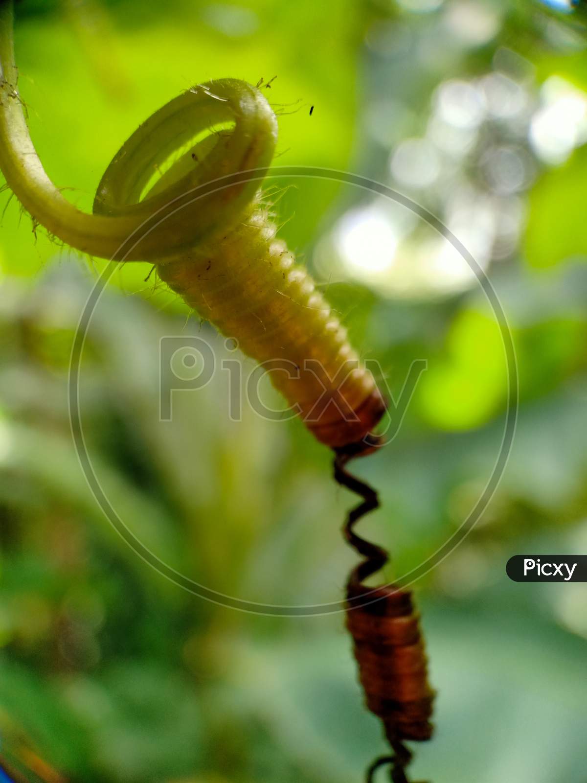 Plant Spiral In Close Up View