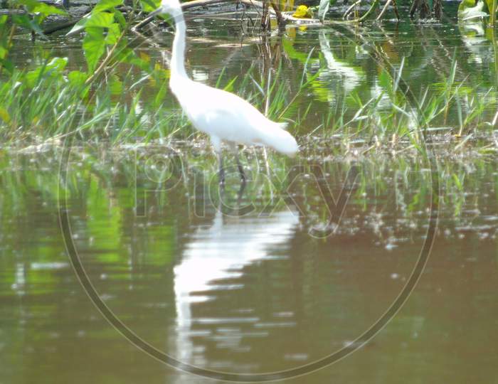 A big white bird in lake side