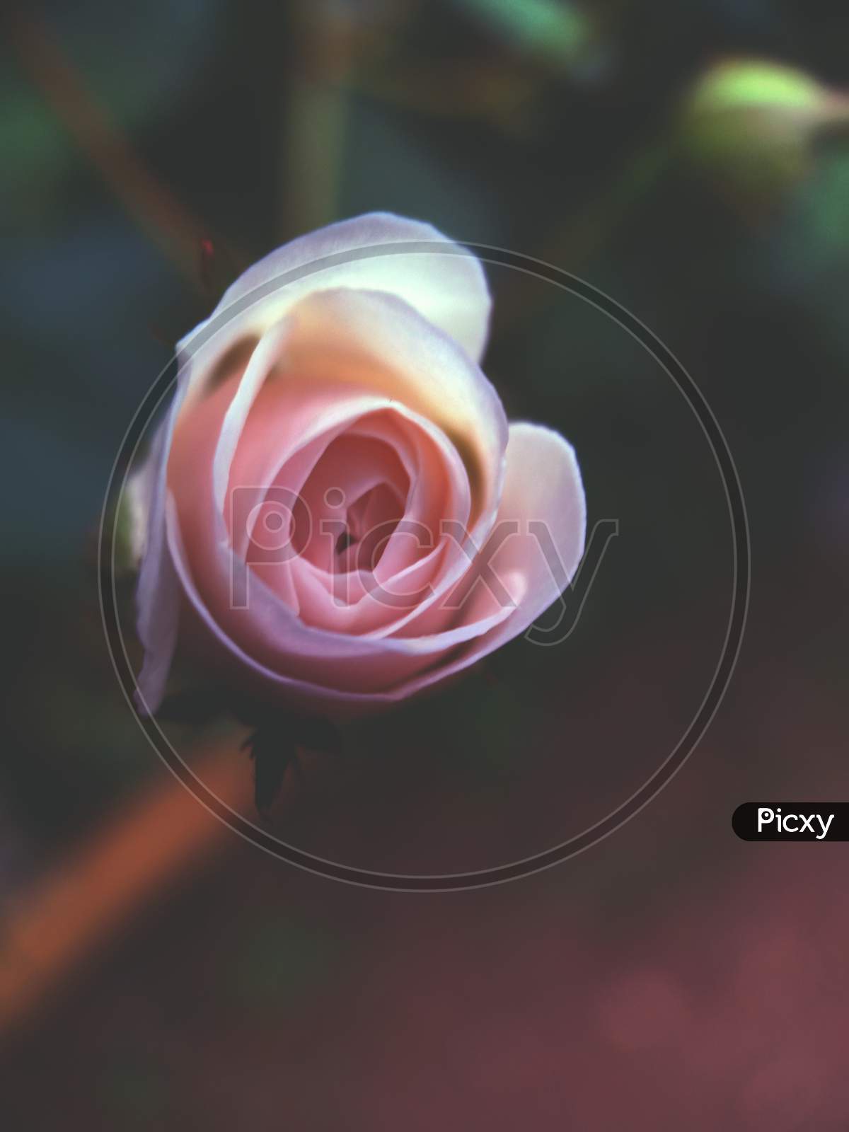 Rose Flower Isolated And Close Up View