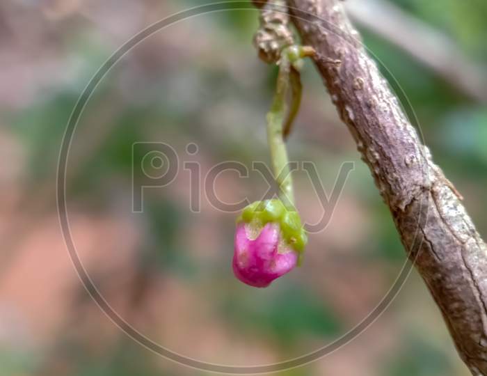 Cherry Buds And A Branch