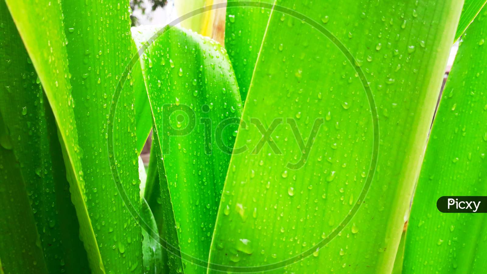 Large Size Leaves With Stuck Water Drops In Raining Light Green Background