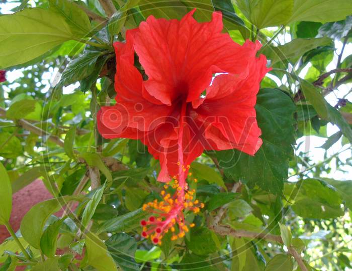 red Hibiscus flower in green plant