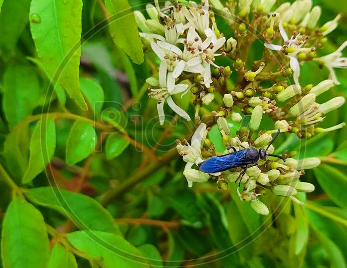 Blue-winged wasp