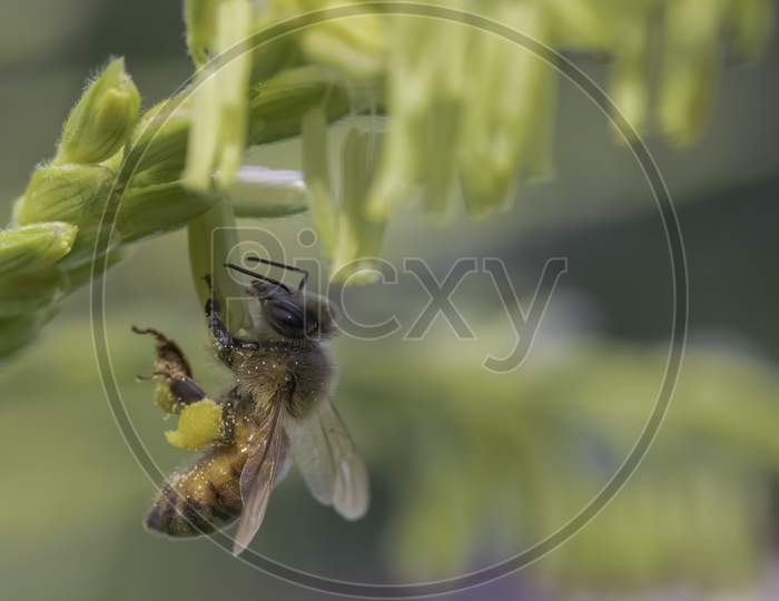 Honey Bee Collecting Pollen
