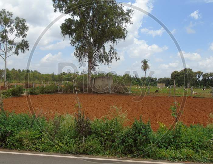 a tree in agriculture field in village