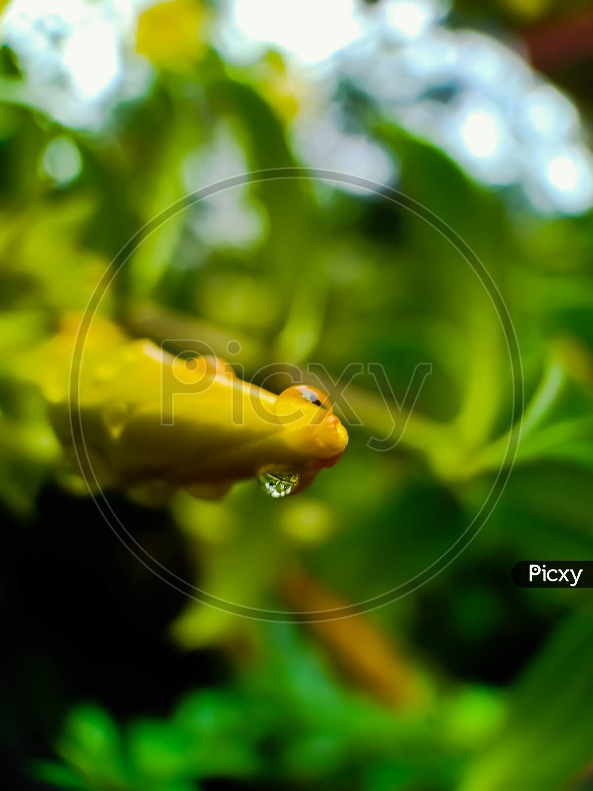 Yellow Flower Bud And Water Drops