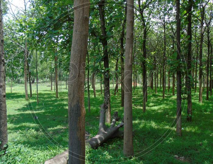 Indian teak wood tree garden in village