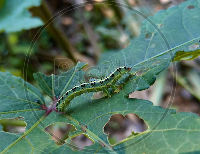 Green Caterpillar On Green Leaf